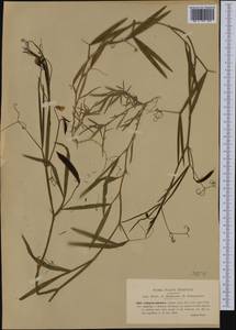 Lathyrus annuus L., Western Europe (EUR) (Italy)