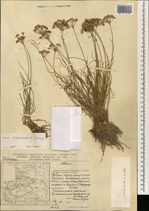 Allium oreoprasum Schrenk, South Asia, South Asia (Asia outside ex-Soviet states and Mongolia) (ASIA) (China)