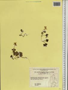 Anemonastrum richardsonii (Hook.) Mosyakin, Siberia, Chukotka & Kamchatka (S7) (Russia)