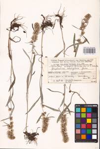 Omalotheca norvegica (Gunnerus) Sch. Bip. & F. W. Schultz, Eastern Europe, Northern region (E1) (Russia)