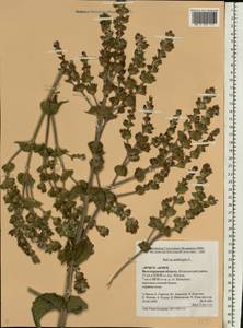 Salvia aethiopis L., Eastern Europe, Lower Volga region (E9) (Russia)