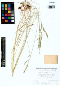 Festuca rubra L., Siberia, Baikal & Transbaikal region (S4) (Russia)