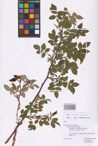 Rosa gallica L., Eastern Europe, Central forest-and-steppe region (E6) (Russia)