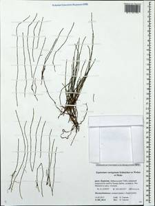 Equisetum variegatum Schleich., Siberia, Baikal & Transbaikal region (S4) (Russia)