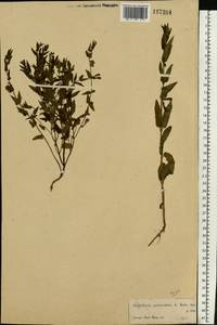 Scutellaria galericulata L., Eastern Europe, Moscow region (E4a) (Russia)