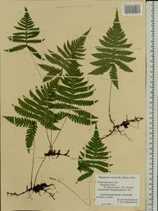 Phegopteris connectilis (Michx.) Watt, Eastern Europe, Volga-Kama region (E7) (Russia)