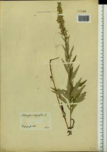 Artemisia integrifolia L., Siberia, Central Siberia (S3) (Russia)