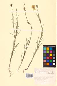 MHA 0 159 323, Linaria macroura (M. Bieb.) M. Bieb., Eastern Europe, Lower Volga region (E9) (Russia)