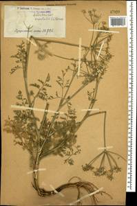 Astrodaucus orientalis (L.) Drude, Caucasus, Armenia (K5) (Armenia)