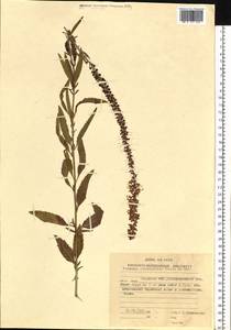 Veronica linariifolia Pall. ex Link, Siberia, Russian Far East (S6) (Russia)