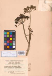 Conioselinum tataricum Hoffm., Eastern Europe, Eastern region (E10) (Russia)