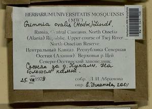 Grimmia ovalis (Hedw.) Lindb., Bryophytes, Bryophytes - North Caucasus & Ciscaucasia (B12) (Russia)