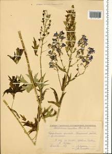 Delphinium cuneatum Stev. ex DC., Eastern Europe, Volga-Kama region (E7) (Russia)