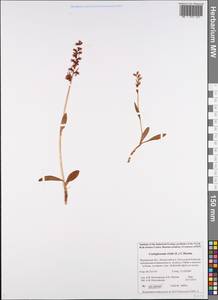 Dactylorhiza viridis (L.) R.M.Bateman, Pridgeon & M.W.Chase, Eastern Europe, Northern region (E1) (Russia)