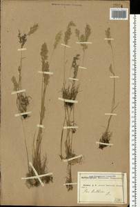 Poa bulbosa L., Eastern Europe, Central forest-and-steppe region (E6) (Russia)