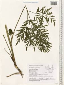 Silphiodaucus prutenicus subsp. prutenicus, Eastern Europe, Central region (E4) (Russia)