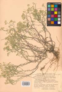 Odontarrhena tortuosa subsp. tortuosa, Eastern Europe, Lower Volga region (E9) (Russia)
