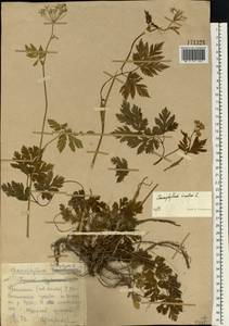 Chaerophyllum hirsutum L., Eastern Europe, Moscow region (E4a) (Russia)