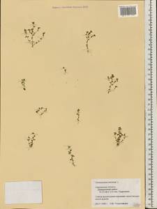 Lysimachia minima (L.) U. Manns & Anderb., Eastern Europe, Western region (E3) (Russia)