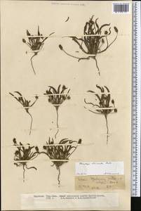 Plantago minuta Pall., Middle Asia, Northern & Central Tian Shan (M4) (Kyrgyzstan)