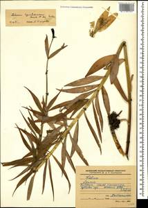 Lilium szovitsianum Fisch. & Avé-Lall., Caucasus, Stavropol Krai, Karachay-Cherkessia & Kabardino-Balkaria (K1b) (Russia)
