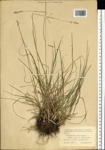 Danthonia decumbens (L.) DC., Eastern Europe, Lithuania (E2a) (Lithuania)