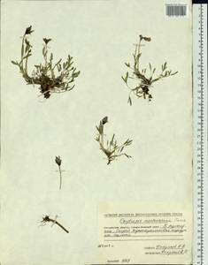 Oxytropis mertensiana Turcz., Siberia, Chukotka & Kamchatka (S7) (Russia)