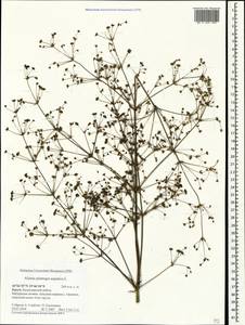 Alisma plantago-aquatica L., Crimea (KRYM) (Russia)