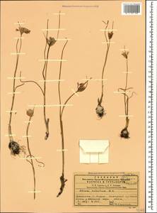 Allium rubellum M.Bieb., Caucasus, Dagestan (K2) (Russia)