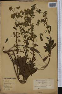 Euphorbia amygdaloides L., Western Europe (EUR)