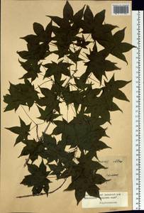 Acer pictum subsp. mono (Maxim.) H. Ohashi, Siberia, Russian Far East (S6) (Russia)