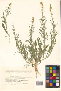 Reseda lutea L., Eastern Europe, Lower Volga region (E9) (Russia)