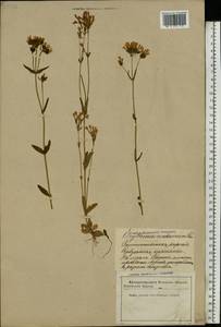 Centaurium erythraea Rafn, Eastern Europe, Latvia (E2b) (Latvia)