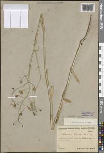 Camelina alyssum (Mill.) Thell., Eastern Europe, North-Western region (E2) (Russia)