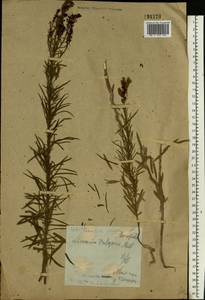 Linaria vulgaris Mill., Eastern Europe, Central forest-and-steppe region (E6) (Russia)