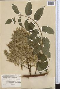 Ailanthus altissima (Miller) Swingle, Middle Asia, Pamir & Pamiro-Alai (M2) (Uzbekistan)