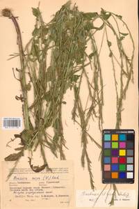 Barbarea stricta Andrz., Eastern Europe, Western region (E3) (Russia)