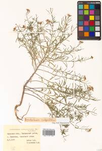 Dontostemon integrifolius (L.) Ledeb., Siberia, Russian Far East (S6) (Russia)