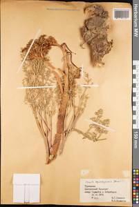 Ferula kopetdagensis Korovin, Middle Asia, Kopet Dag, Badkhyz, Small & Great Balkhan (M1) (Turkmenistan)