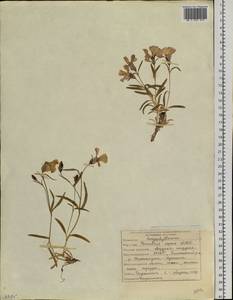 Dianthus repens, Siberia, Yakutia (S5) (Russia)