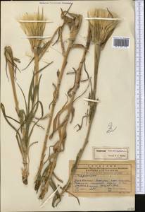 Tragopogon capitatus Nikitin, Middle Asia, Pamir & Pamiro-Alai (M2)