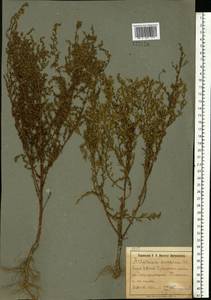 Artemisia scoparia Waldst. & Kit., Eastern Europe, South Ukrainian region (E12) (Ukraine)