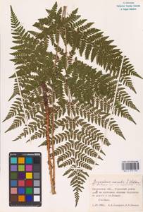 Dryopteris expansa (C.Presl) Fraser-Jenk. & Jermy, Eastern Europe, Western region (E3) (Russia)