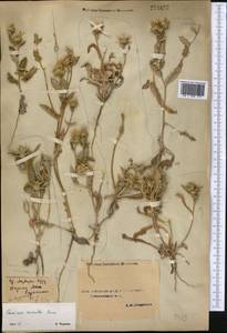 Cousinia prolifera Jaub. & Spach, Middle Asia, Syr-Darian deserts & Kyzylkum (M7) (Uzbekistan)