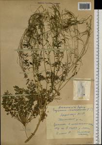 Descurainia sophia (L.) Webb ex Prantl, Siberia, Yakutia (S5) (Russia)