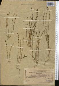 Galium verticillatum Danthoine ex Lam., Middle Asia, Northern & Central Tian Shan (M4) (Kazakhstan)