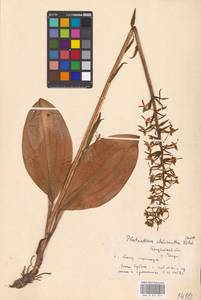 Platanthera chlorantha (Custer) Rchb., Eastern Europe, Middle Volga region (E8) (Russia)