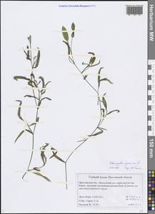 Potamogeton gramineus L., Eastern Europe, Central forest region (E5) (Russia)