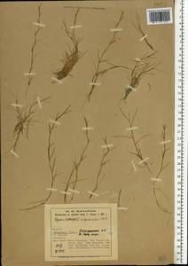 Puccinellia phryganodes (Trin.) Scribn. & Merr., Eastern Europe, Northern region (E1) (Russia)