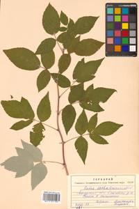 Rubus idaeus subsp. melanolasius Focke, Siberia, Russian Far East (S6) (Russia)